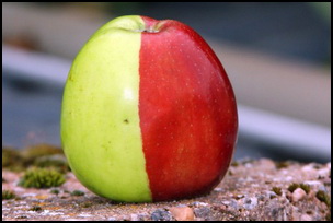 KEN Morrish, (CRRCT), did a double take when he grew a Golden Delicious apple split down the middle - one half was green and the other red. Astonished Ken, 72, said: It's truly amazing. "It looks as if a green apple and a red apple has been cut in half and stuck together! Mr Morrish, of Colaton Raleigh, Devon, took the extraordinary fruit to Bicton College for closer examination. "I've now stored it away in my fridge for safe keeping," he said.