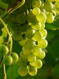 grapes-9215_960_720