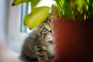 Комнатные-растения-опасные-для-кошек6[1]