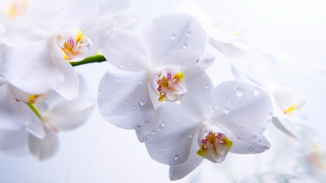 Prekrasnye-cvety-orhidei1