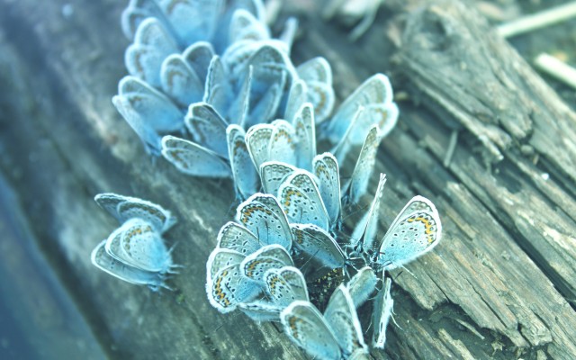 Blue-Butterflies