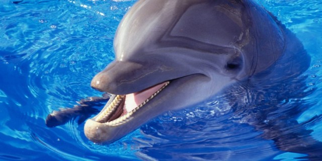 kak-delfiny-pomogayut-lyudyam-skhodstvo