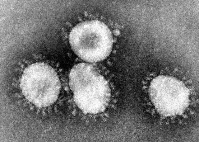 koronavirus-mif-ili-realnost6